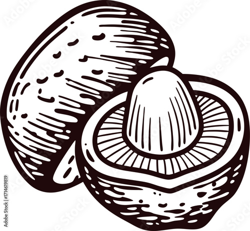 Hand drawn lychee fruit with pit and detailed texture isolated on white background, vintage engraving illustration