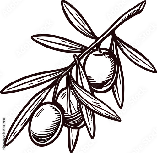 Hand drawn olive branch with leaves and fruits botanical sketch illustration in vintage engraved