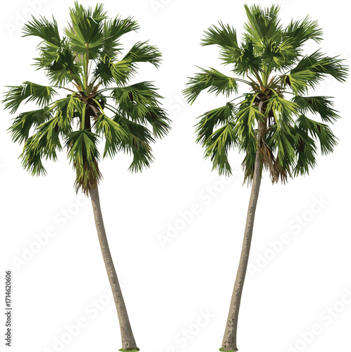 PrintRealistic tropical palm trees, tall coconut trees illustration, green leaves, exotic island nature, beach vacation design, summer landscape, travel paradise