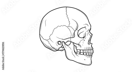 Minimal line art drawing of human skull in side profile view, simple anatomy sketch for educational and artistic use.