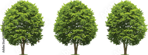 Three identical green deciduous trees with lush foliage aligned horizontally on white background, natural landscape illustration for eco environment design