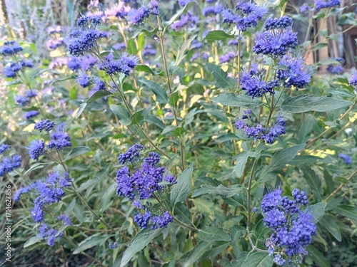 a bright plant with autumn flowering - Caryopteris