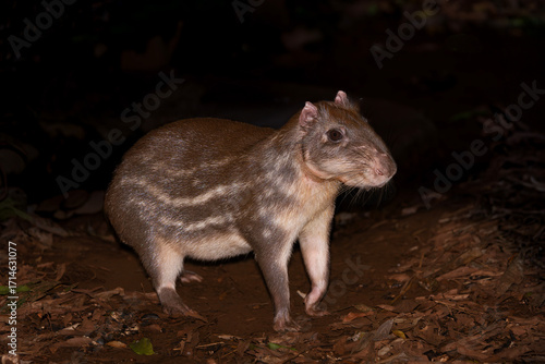 Obraz na plátně Paca roedor de la selva de Sudamérica