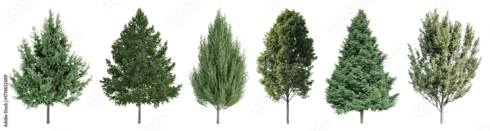 Obraz premium Variety of evergreen tree illustrations