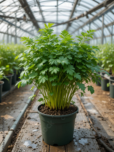 vietnamese coriander prefers warmth and humidity and does well in greenhouse conditions that offer consistent moisture.