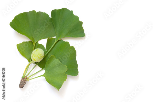 Ginkgo Biloba Fruits and Leaves Isolated on White Background
