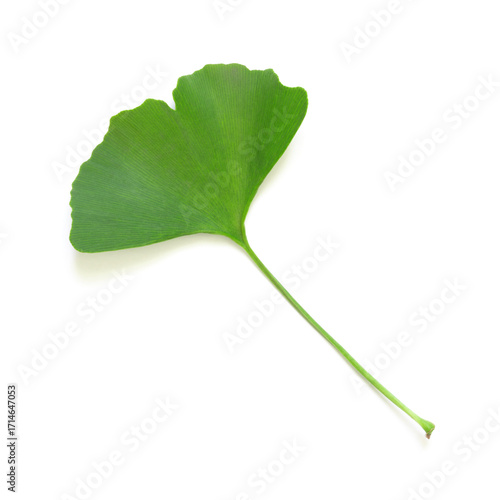 Close-up one large green leaf of Ginko biloba on a white  background.