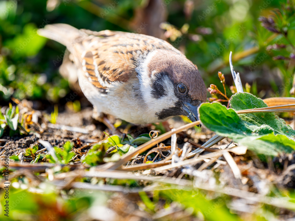 Naklejka premium 地面を歩くスズメ