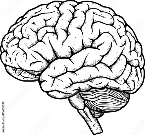 brain, side view, detailed, black and white, simple, graphic, minimalist, anatomical, clean lines, crisp, high resolution, vector
