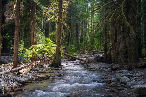 Dappled sunlight on trees and mountain stream by the Thunder Knob trail by Diablo Lake in North Cascades National Park