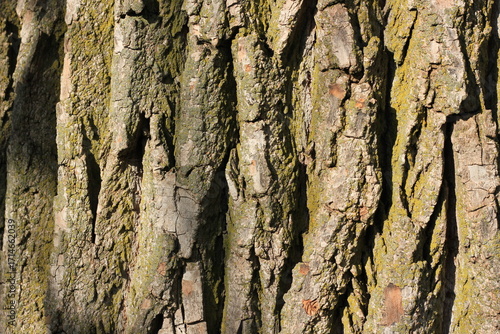 tree bark texture