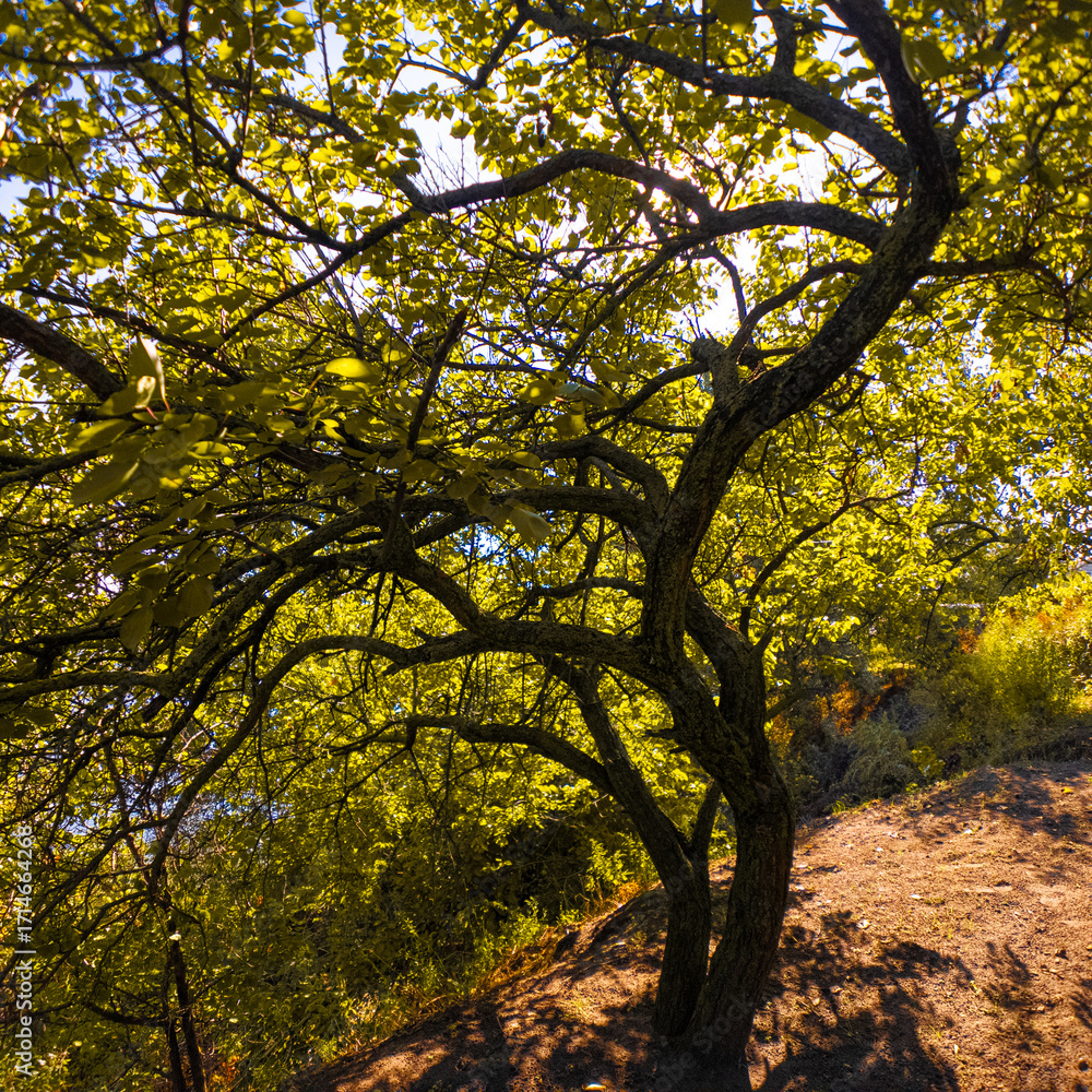 Fototapeta premium Wide-canopy tree with multiple branches on a sunlit slope, surrounded by green foliage and blue sky. Shadows and light create a vivid, peaceful forest scene.