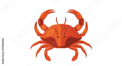 Orange crab cartoon vector illustration seafood animal crustacean marine life ocean wildlife sea creature art design