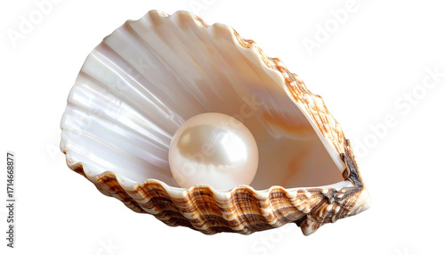 Sea Shell with Pearl PNG, Transparent Background, Open Seashell Illustration, Ocean Treasure, Natural Pearl, Beach Decoration, Marine Life Element, Tropical Shell Art, Realistic Pearl Shell