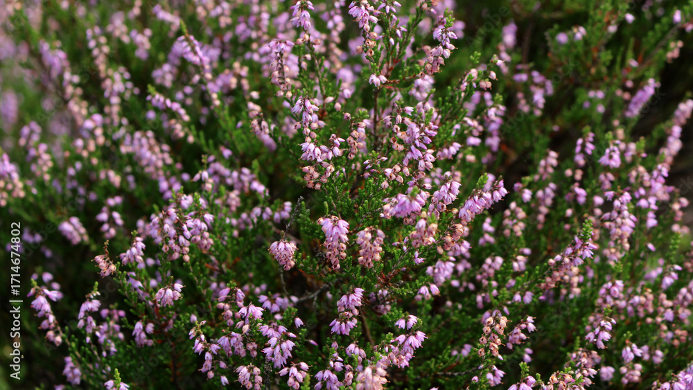 Naklejka premium Makro-Magie der rosa Besenheide: Sanfte Texturen und leuchtende Blüten im Spätsommer der Lüneburger Heide, Deutschland