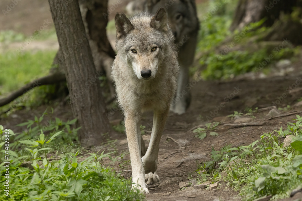 Fototapeta premium Gray Wolf (Canis lupus) Walking in Forest Habitat