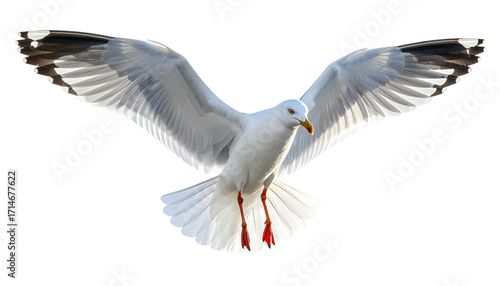 Seagull PNG, Transparent Background, Flying Seagull, Coastal Bird, Ocean Wildlife, White Seagull, Beach Bird Illustration, Marine Animal, Sky Bird