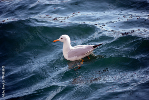İstanbul Martıları