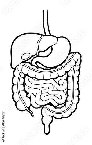 Anatomical Illustration of the Human Digestive System in Black and White