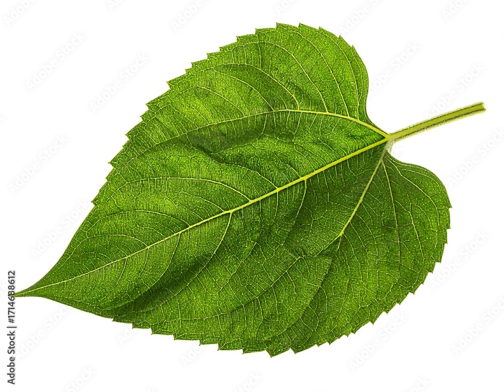 Fototapeta premium Close-up view of a vibrant green leaf, exhibiting intricate venation patterns and a delicate structure.