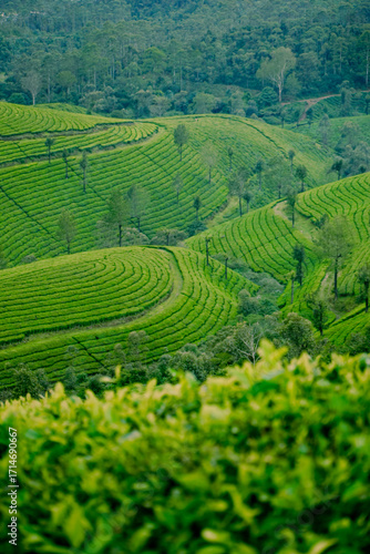 tea plantation munnar