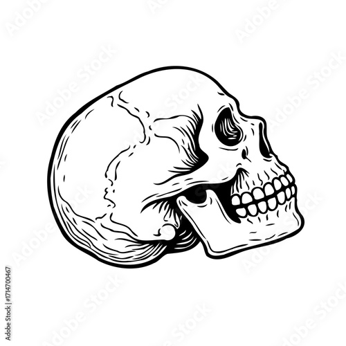 Monochrome skull illustration, anatomical depiction, symbolizing mortality, providing creative