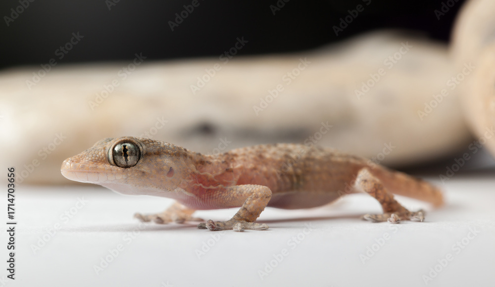 Naklejka premium Gecko in Profile with Soft Background