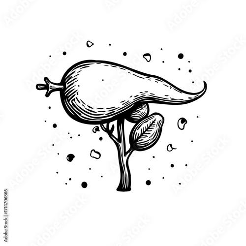 Whimsical botanical drawing: stylized fruit growing like a mysterious organism on a branch