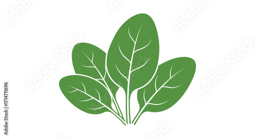 Green spinach leaves illustration on a white background.