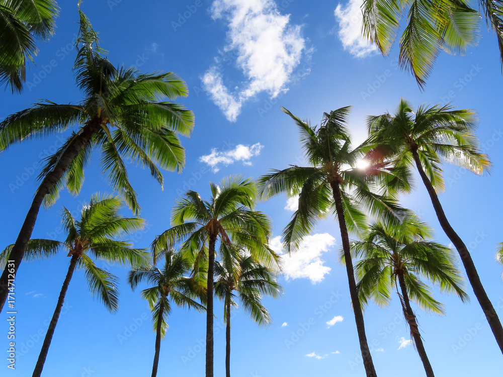 Fototapeta premium Look Up Palms