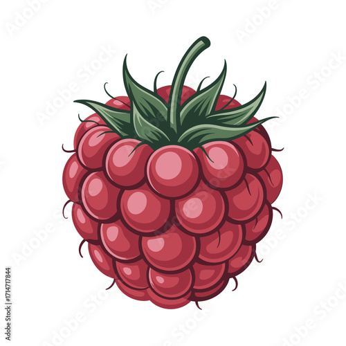 fresh grapes bunch vector illustration isolated on white background juicy purple fruit healthy food