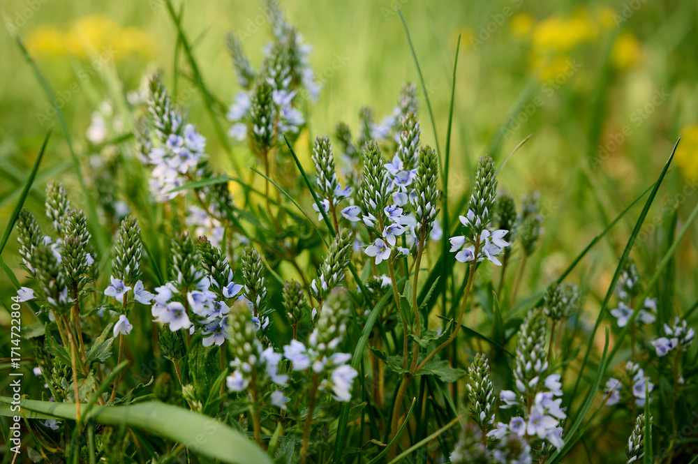 Fototapeta premium A beautiful veronica flowers in a summer meadow. Veronica prostrata blossoms in meadow.