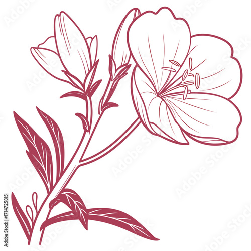 evening primrose pink vector