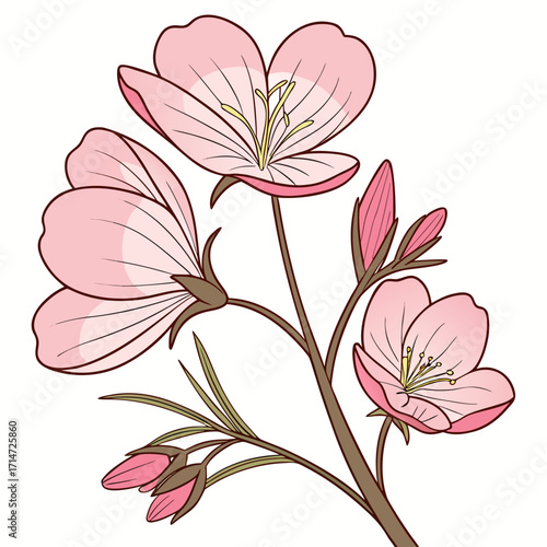 evening primrose pink on white background 
