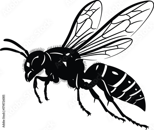 Bee illustration, insect drawing, black and white sketch, realistic wings, entomology art, nature study, vintage style, biology diagram, detailed anatomy, educational graphic
