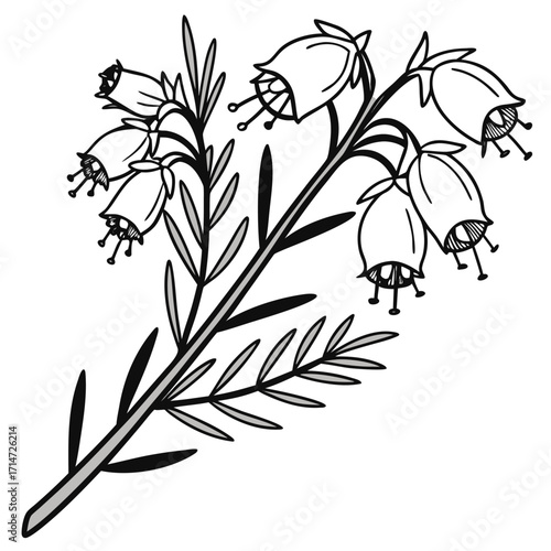 black and white erica carnea