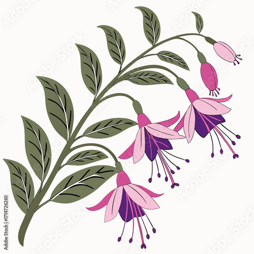 erica carnea vector