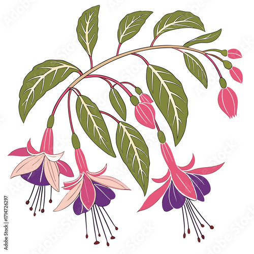 erica carnea on white background 