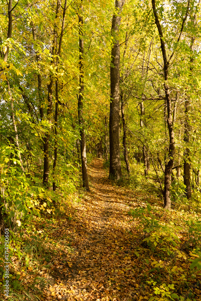 Obraz premium path in autumn forest