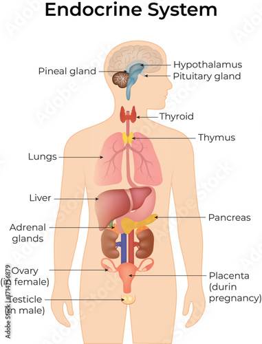Human Endocrine System Diagram