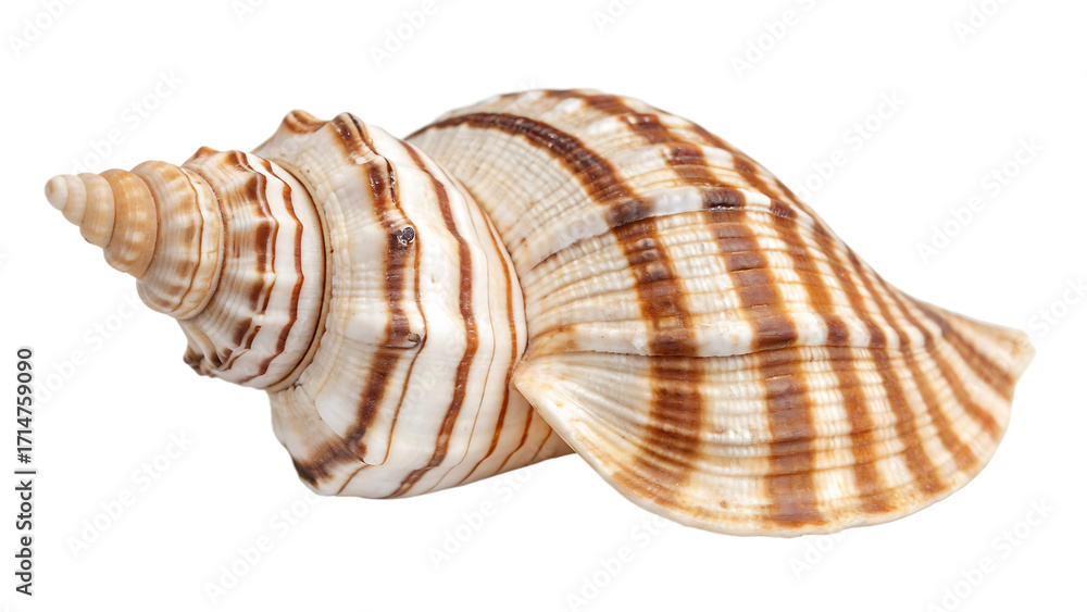 Fototapeta premium Detailed studio shot of a beautiful seashell with texture cut out on PNG. AI GENERATED. 