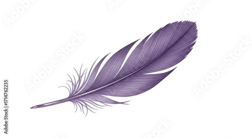 3d elegant violet feather with realistic textures and soft details transparent background
