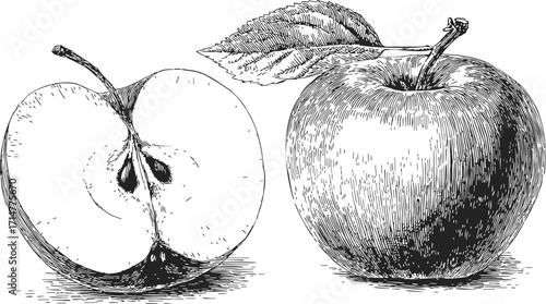 Apple whole and half sketch, hand drawn fruit with leaf, detailed vintage style — stock vector