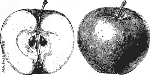 Apple whole and half sketch, hand drawn fruit detailed illustration — stock vector