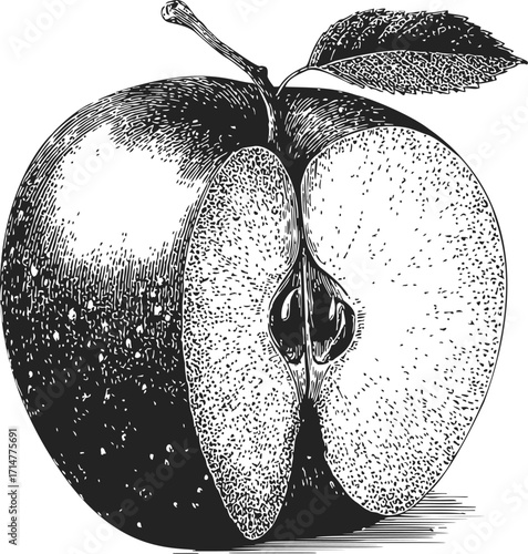 Apple sketch hand drawn whole fruit with half cut showing seeds and leaf — stock vector