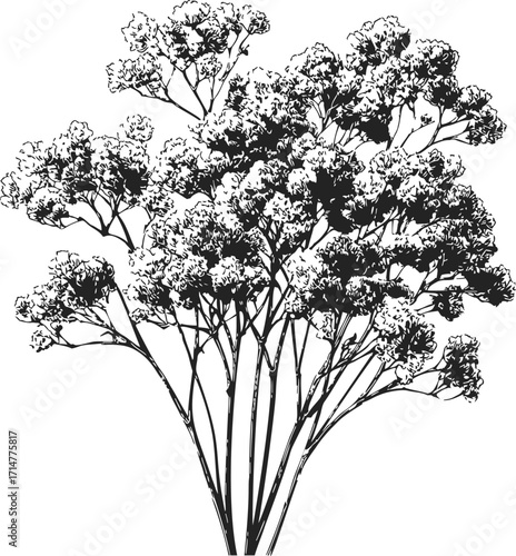 Gypsophila bouquet sketch hand drawn botanical floral arrangement in black and white — stock vector