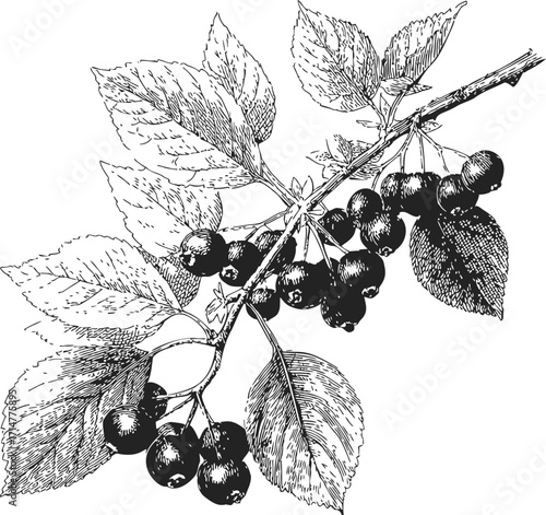 Branch with berries sketch, hand drawn botanical black and white illustration — stock vector