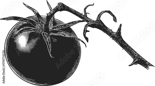 Tomato with stem sketch hand drawn botanical style detailed illustration — stock vector