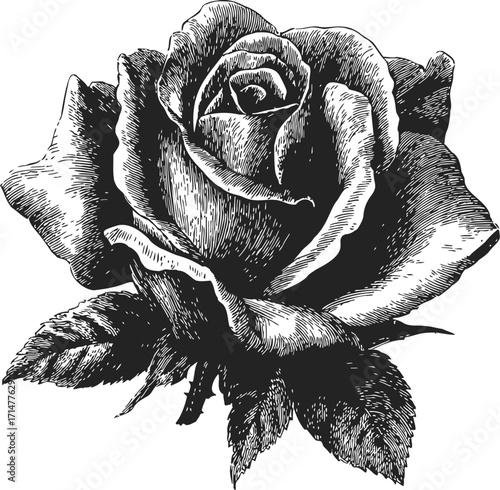 Rose flower sketch hand drawn botanical detailed monochrome illustration — stock vector