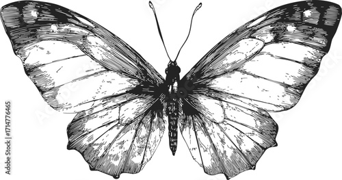 Butterfly sketch hand drawn detailed wings black and white illustration — stock vector